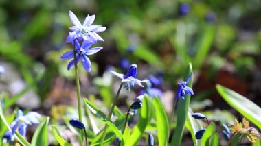 Bahar bahçesinde Chionodoxa mavi çiçekleri