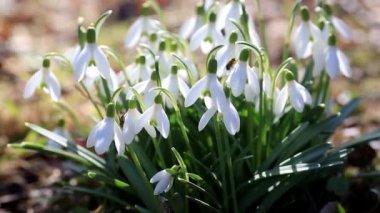 Kar damlaları ya da kar damlaları. Yakın plan. Gündüz vakti Galanthus nivalis çiçekleri
