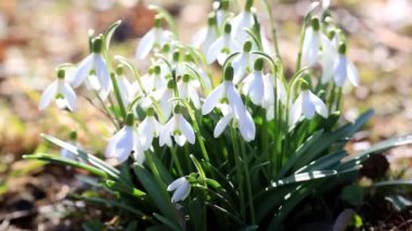Kar damlaları ya da kar damlaları. Yakın plan. Gündüz vakti Galanthus nivalis çiçekleri