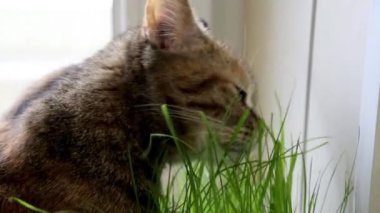 Kedilere yaklaşmak, gündüz vakti ot yemek demektir.  