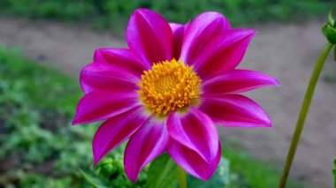 Gündüz vakti bahçede kırmızı çiçeğe yakın çekim