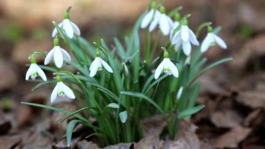 Kar damlaları ya da kar damlaları. Yakın plan. Gündüz vakti Galanthus nivalis çiçekleri