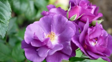 Gündüz vakti bahçedeki güzel mor gülün yakın çekimi