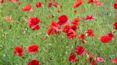 Tarlada kırmızı haşhaş çiçekleri. Gündüz Papaver çiçekleri