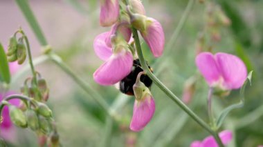 Gündüz vakti bahçedeki Lathyrus odomtus 'un çiçekleri üzerinde yaban arısı