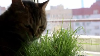 Kedilere yaklaşmak, gündüz vakti ot yemek demektir.