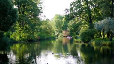 Yaz mevsiminde parkta gölet