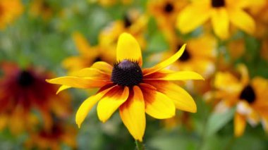 Rudbeckia, güpegündüz bahçede güzel bir sonbahar çiçeği