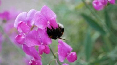 Gündüz vakti bahçede yaban arısı
