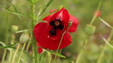 Tarlada kırmızı gelincik çiçekli arı. Gündüz vakti yaban arısı ile papaver çiçeği 