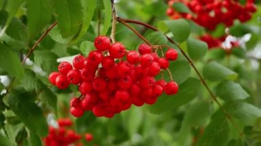 Gündüz vakti bahçede kırmızı kül böğürtlenlerinin kapanışı