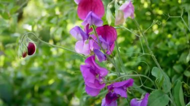 Gündüz vakti bahçedeki latilus kokulu çiçeklere yakın çekim
