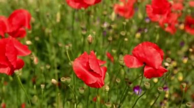 Tarlada kırmızı haşhaş çiçekleri. Gündüz Papaver çiçekleri