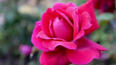 Gündüz vakti bahçedeki güzel pembe gülün yakın çekimi