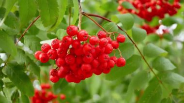 Sorbus aucuparia kırmızısı meyveleri gün içinde bahçede