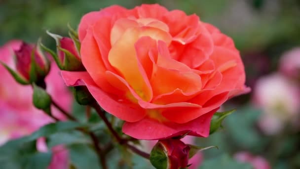 Detailní Záběr Krásné Korálové Růže Zahradě Dne — Stock video