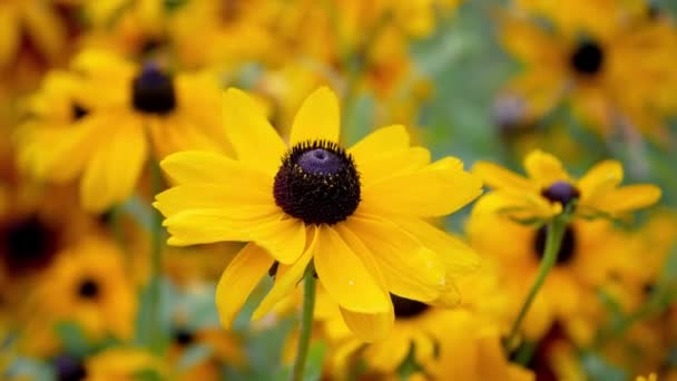 Rudbeckia Güpegündüz Bahçede Güzel Bir Sonbahar Çiçeği — Stok video
