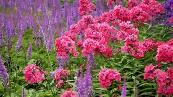 Bloemen Van Paarse Phlox Paniculata Astilba Tuin Overdag — Stockvideo