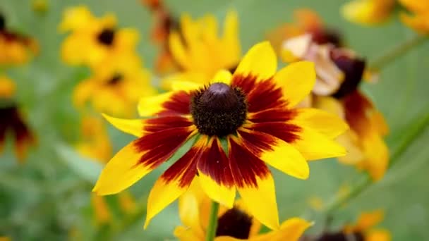 Rudbeckia Όμορφο Λουλούδι Του Φθινοπώρου Στον Κήπο Την Ημέρα — Αρχείο Βίντεο