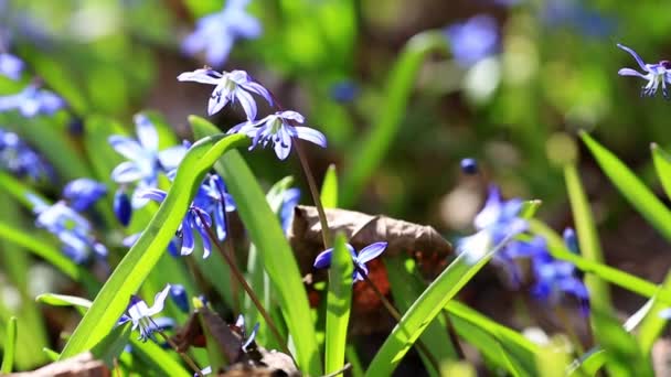 Bahar Bahçesinde Chionodoxa Mavi Çiçekleri — Stok video
