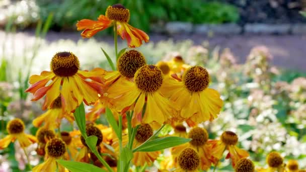 Closeup Flores Helenium Wyndley Jardim Durante Dia — Vídeo de Stock