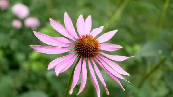 Κλείσιμο Της Echinacea Purpurea Λουλούδια Στον Κήπο Την Ημέρα — Αρχείο Βίντεο