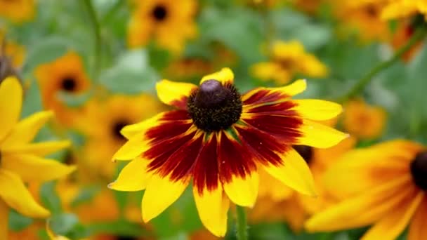 Rudbeckia Όμορφο Λουλούδι Του Φθινοπώρου Στον Κήπο Την Ημέρα — Αρχείο Βίντεο