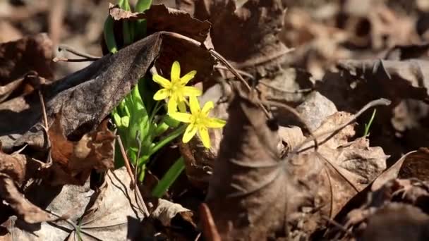 Sluitingen Van Gele Gagea Bloemen Tuin Overdag — Stockvideo