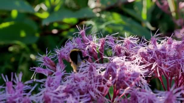 Gros Plan Bourdon Sur Les Fleurs Eutrochium Purpureum Dans Jardin — Video