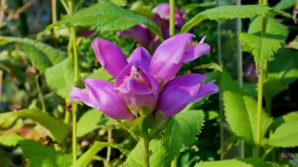 Närbild Chelone Sned Rosa Blomma Trädgården Dagtid — Stockvideo