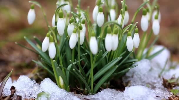 Snowdrops Common Snowdrops Closeup Galanthus Nivalis Flowers Daytime — Stock Video