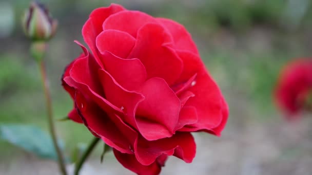 Primo Piano Bella Rosa Rossa Giardino Durante Giorno — Video Stock