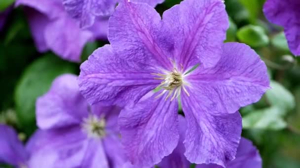 Primer Plano Las Flores Color Púrpura Clematis Jardín Durante Día — Vídeo de stock