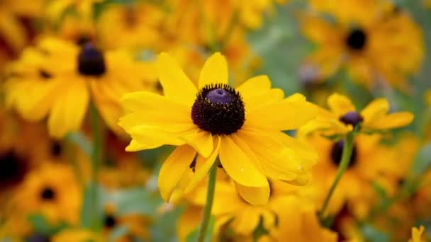 Rudbeckia Όμορφο Λουλούδι Του Φθινοπώρου Στον Κήπο Την Ημέρα — Αρχείο Βίντεο