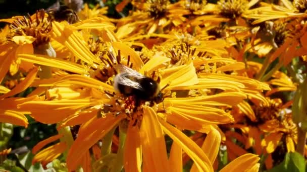 Closeup Bumblebee Yellow Flower Ligularia — Stock Video
