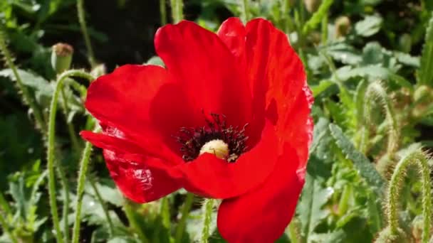 Flor Papoula Vermelha Campo Papaver Flor Durante Dia — Vídeo de Stock