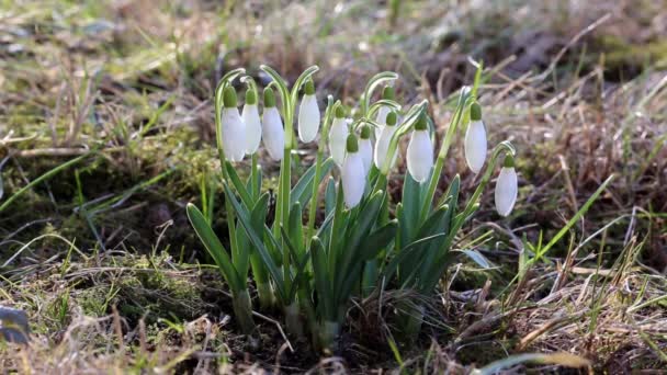 Primeros Planos Las Gotas Nieve Nevadas Comunes Galanthus Nivalis Flores — Vídeo de stock