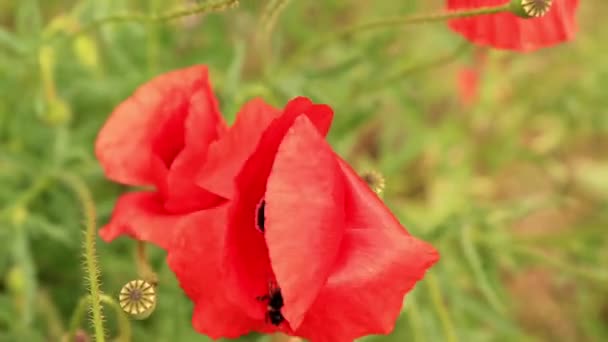 Tarlada Kırmızı Gelincik Çiçekli Arı Gündüz Vakti Yaban Arısı Ile — Stok video