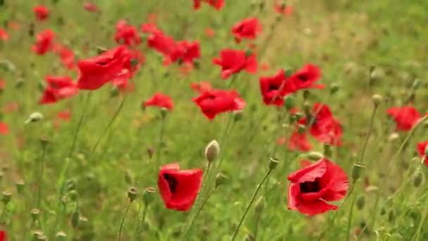 Red poppy flowers in field. Papaver flowers at daytime