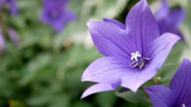 Gündüz Vakti Bahçede Platikodon Çiçeğinin Kapanışı — Stok video