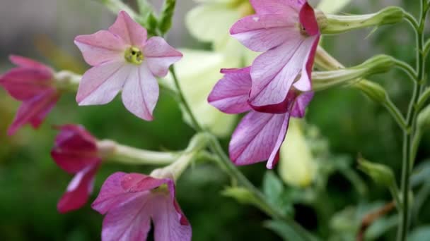 Gros Plan Fleurs Nicotiana Alata Dans Jardin Jour — Video