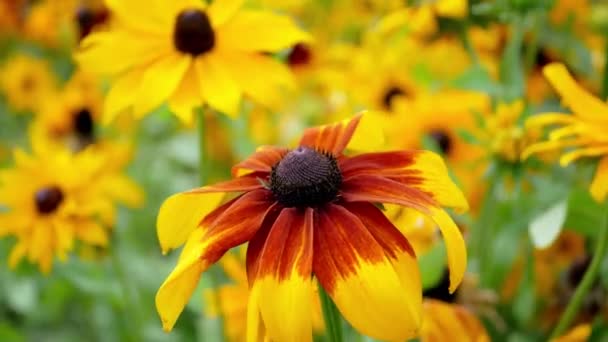 Rudbeckia Güpegündüz Bahçede Güzel Bir Sonbahar Çiçeği — Stok video