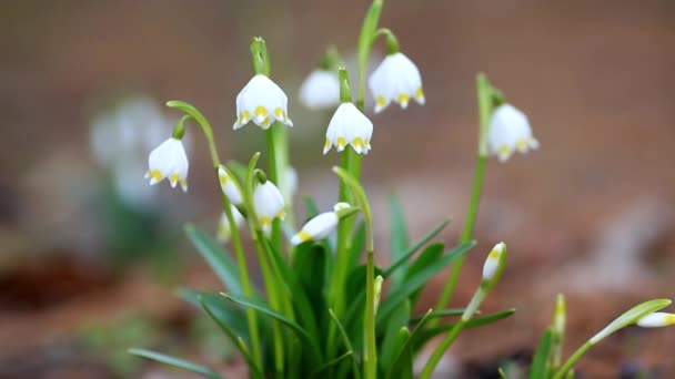 Leucojum Galanthus Snowdrop Flores Bulbosas Primavera Floración Temprana — Vídeo de stock