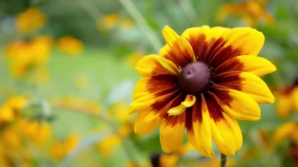 Rudbeckia Όμορφο Λουλούδι Του Φθινοπώρου Στον Κήπο Την Ημέρα — Αρχείο Βίντεο