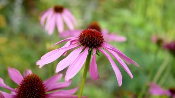 Κλείσιμο Της Echinacea Purpurea Λουλούδια Στον Κήπο Την Ημέρα — Αρχείο Βίντεο