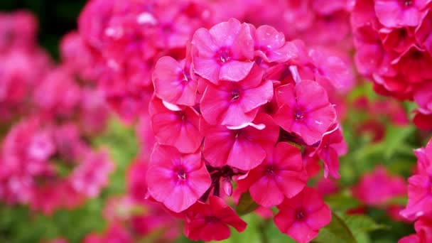 Květiny Červené Phlox Paniculata Zahradě Dne — Stock video