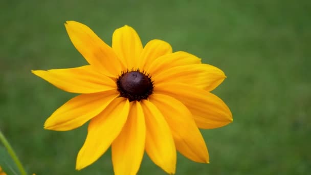 Rudbeckia Όμορφο Λουλούδι Του Φθινοπώρου Στον Κήπο Την Ημέρα — Αρχείο Βίντεο