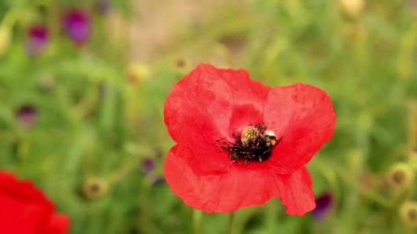 Бджола Червоній Маковій Квітці Полі Квітка Папавера Джмелем Вдень — стокове відео