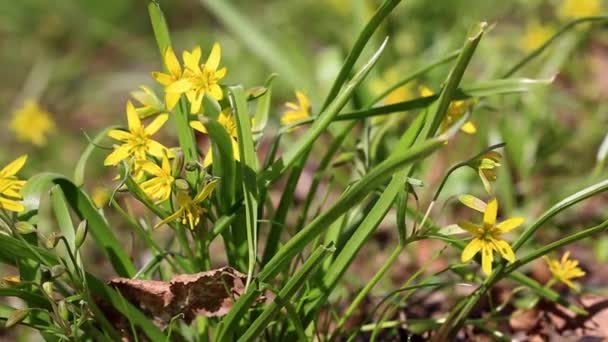 Primer Plano Flores Gagea Amarillas Jardín Durante Día — Vídeos de Stock