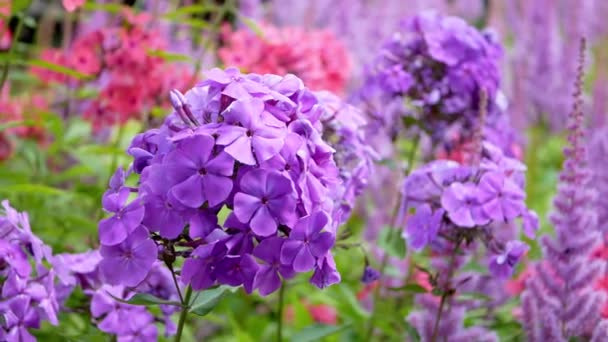 昼間の庭に紫色のPhlox Paniculataの花 — ストック動画